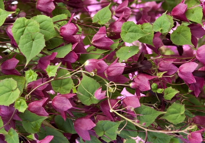 Purple Rain - Purple Bell Vine - Rhodochiton atrosanguineum from Bloomfield Garden Center
