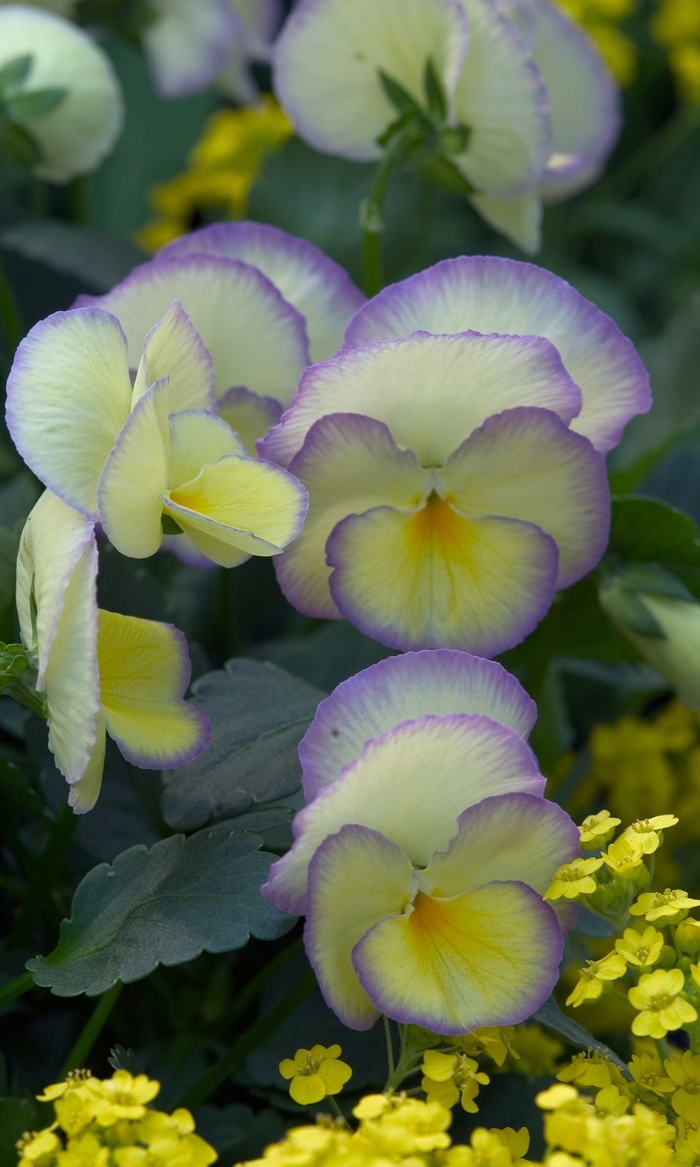 Etain - Viola cornuta from Bloomfield Garden Center