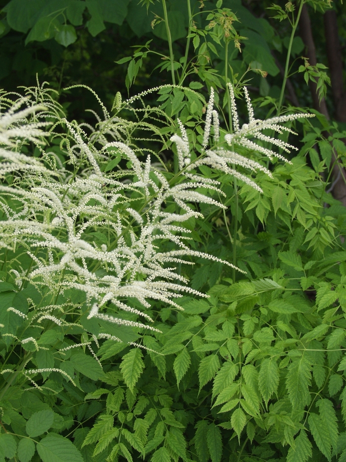 Goats Beard - Aruncus from Bloomfield Garden Center