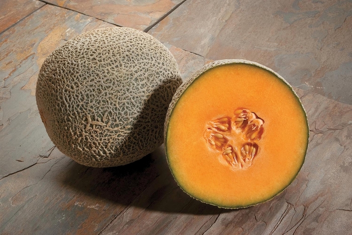 'Oro Duro' Melon - Cucumis melo from Bloomfield Garden Center