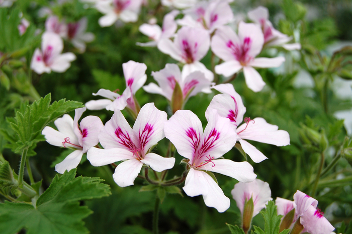 Citriodorum - Geranium - Scented from Bloomfield Garden Center