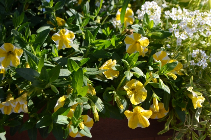 Superbells&reg; Lemon Slice - Calibrachoa from Bloomfield Garden Center