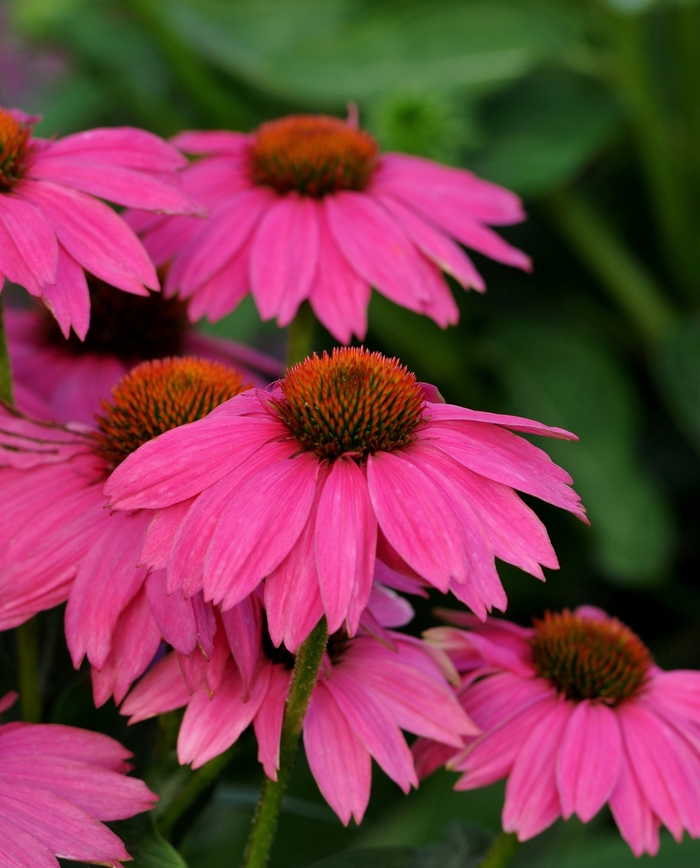 PowWow Wild Berry - Echinacea - Coneflower from Bloomfield Garden Center