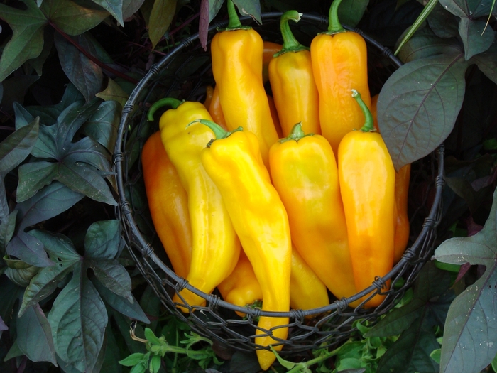 'Mama Mia Giallo' Pepper - Capsicum annuum from Bloomfield Garden Center
