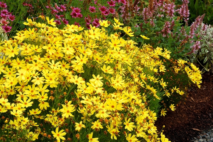 Moonbeam - Coreopsis from Bloomfield Garden Center