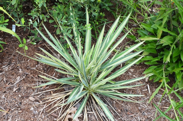 Desert Candle - Yucca filamentosa 'Wilders Wonderful' from Bloomfield Garden Center