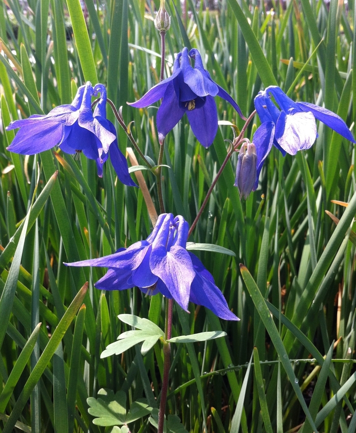 Alpina - Aquilegia Columbine from Bloomfield Garden Center