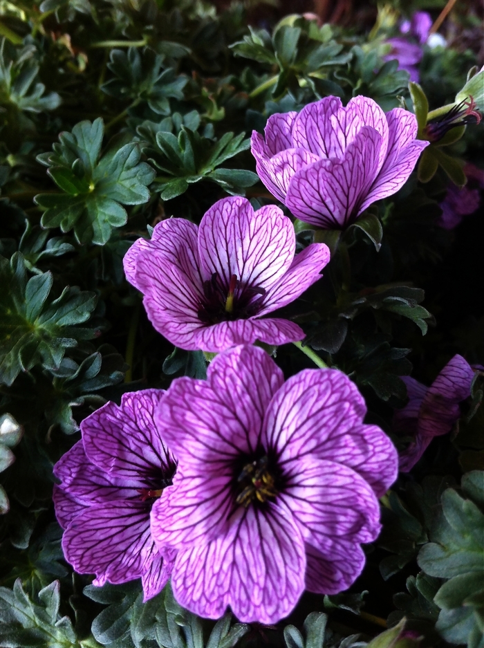 Ballerina Dwarf - Geranium Cranebill from Bloomfield Garden Center