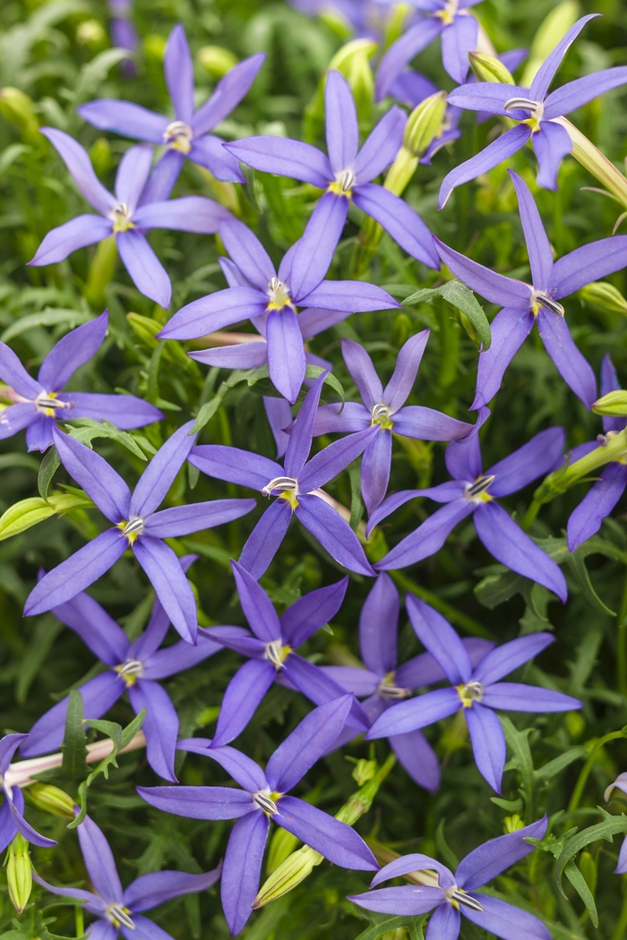 Beth's Blue&reg; - Isotoma axillaris from Bloomfield Garden Center