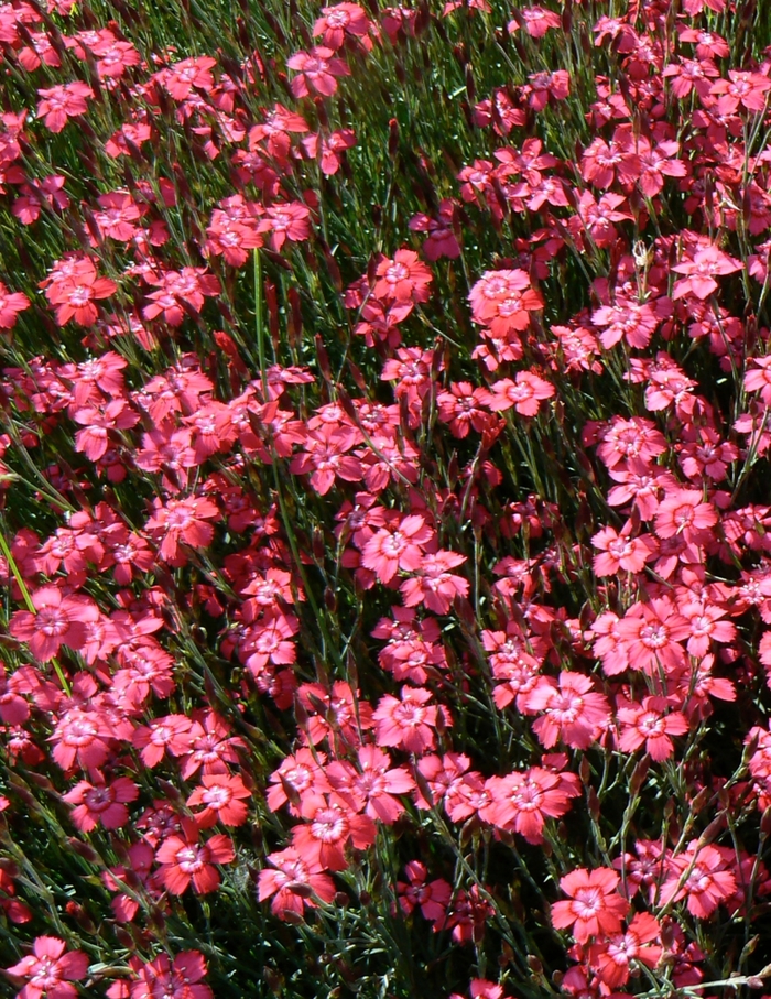 Brilliant Maiden Pinks - Dianthus deltoides from Bloomfield Garden Center