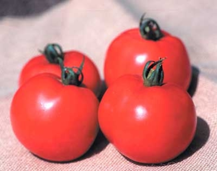 Better Boy - Tomato - Cherry from Bloomfield Garden Center