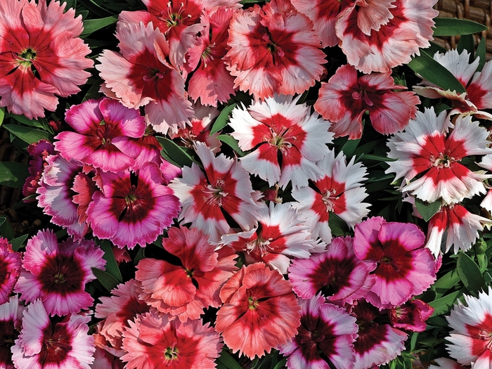 Super Parfait&trade; 'Mix' - Dianthus chinensis (Pinks) from Bloomfield Garden Center