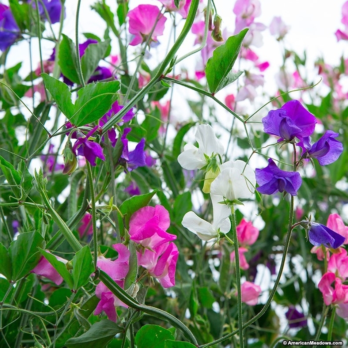Royal Mix - Sweet Pea from Bloomfield Garden Center