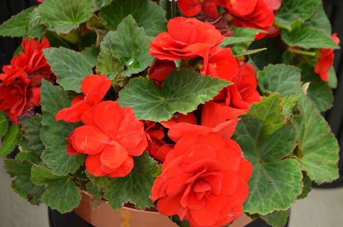 Nonstop&reg; Red - Begonia - Tuberous from Bloomfield Garden Center
