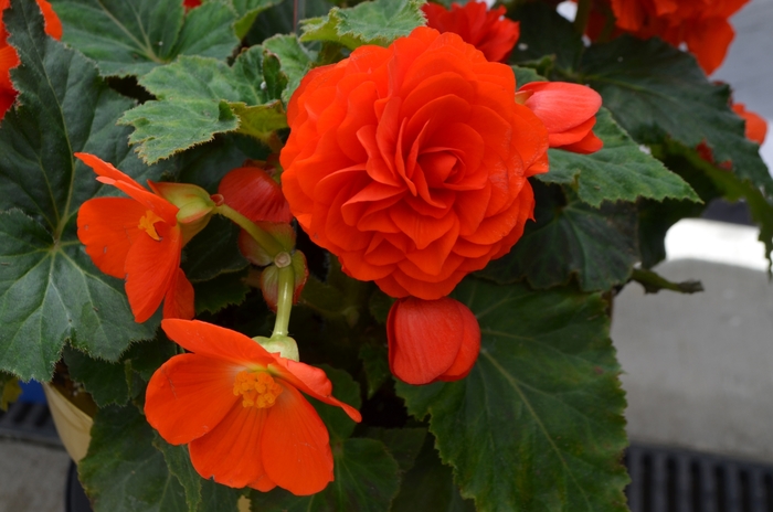 Nonstop&reg; Orange - Begonia - Tuberous from Bloomfield Garden Center