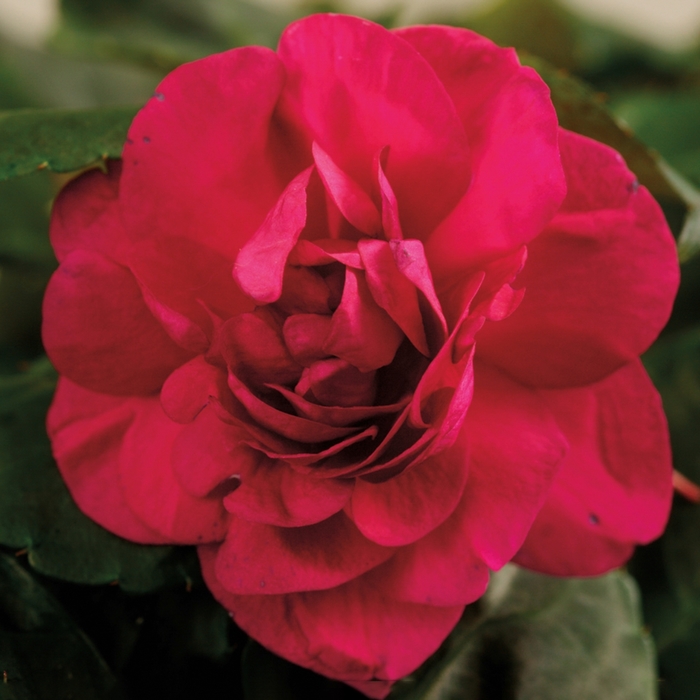 Silhouette&reg; 'Purple' - Impatiens walleriana (Double Impatiens) from Bloomfield Garden Center