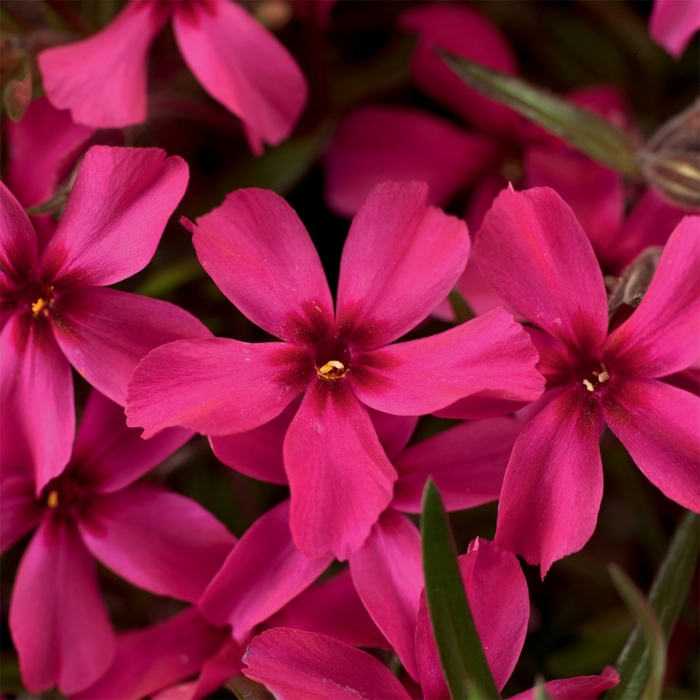 Scarlet Flame - Phlox from Bloomfield Garden Center