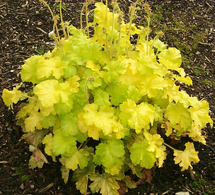 Citronelle - Heuchera - Coral Bells from Bloomfield Garden Center