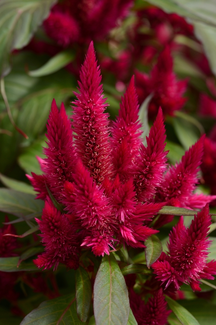 Intenz Lipstick - Celosia argentea from Bloomfield Garden Center