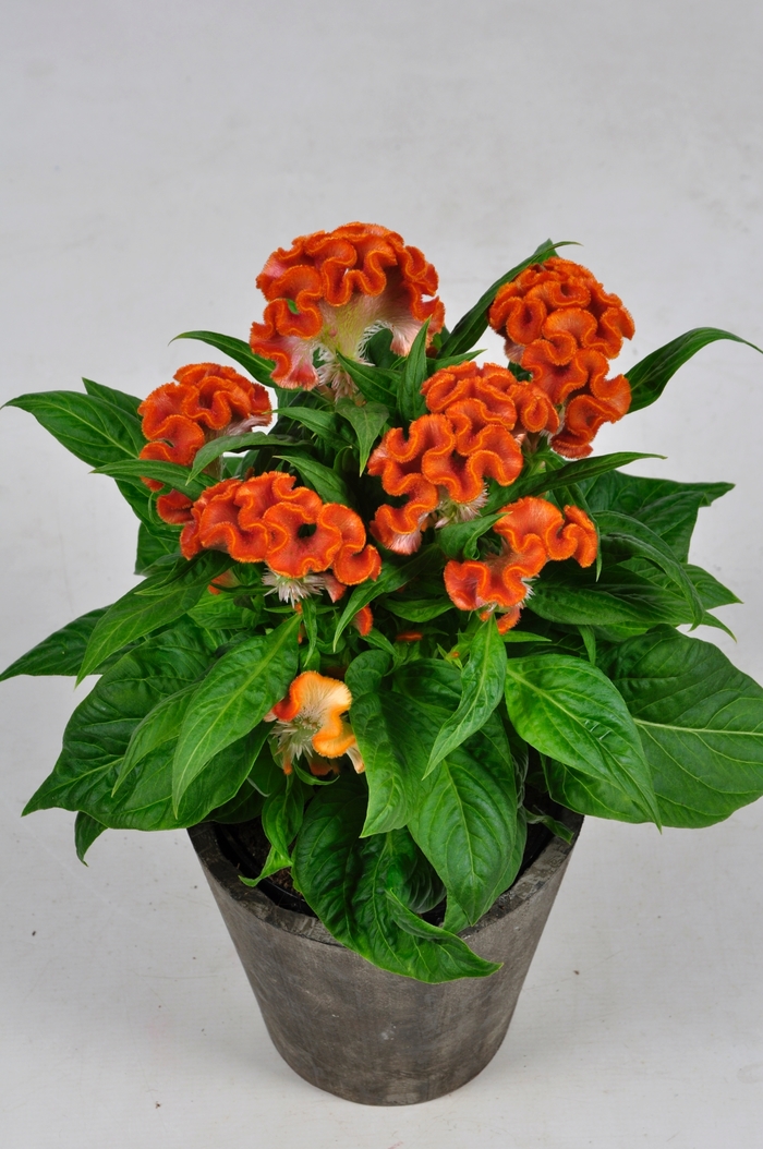 Twisted&trade; Orange Dark - Celosia cristata from Bloomfield Garden Center