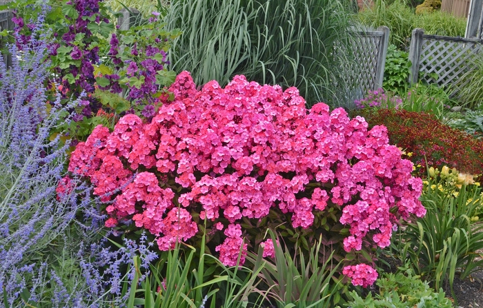 Garden Girls Glamour Girl - Phlox from Bloomfield Garden Center