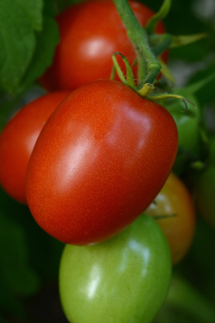 'Little Napoli' Tomato - Tomato - Paste from Bloomfield Garden Center