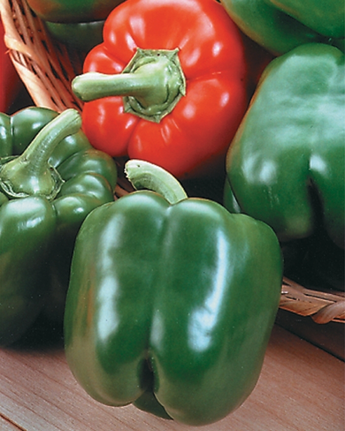 New Ace - Pepper - Bell Sweet from Bloomfield Garden Center