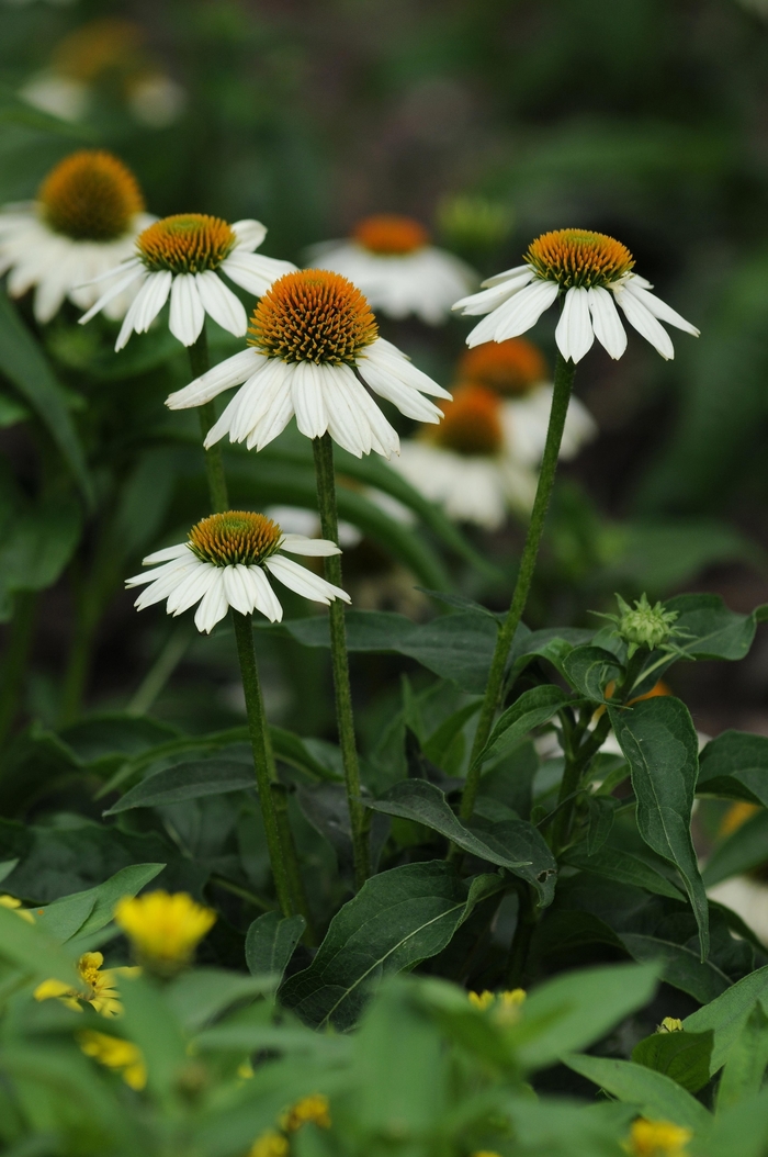 PowWow White - Echinacea - Coneflower from Bloomfield Garden Center