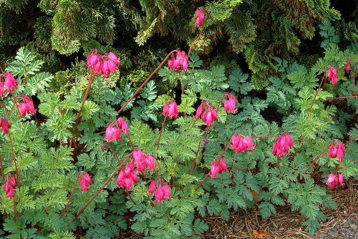 Old Fashioned - Dicentra - Bleeding Heart from Bloomfield Garden Center