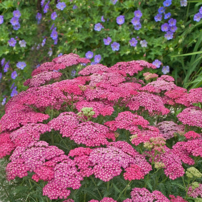 Seduction Saucy - Achillea millefolium from Bloomfield Garden Center