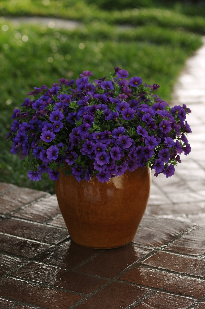 Cabaret&trade; Deep Blue - Calibrachoa x hybrida from Bloomfield Garden Center