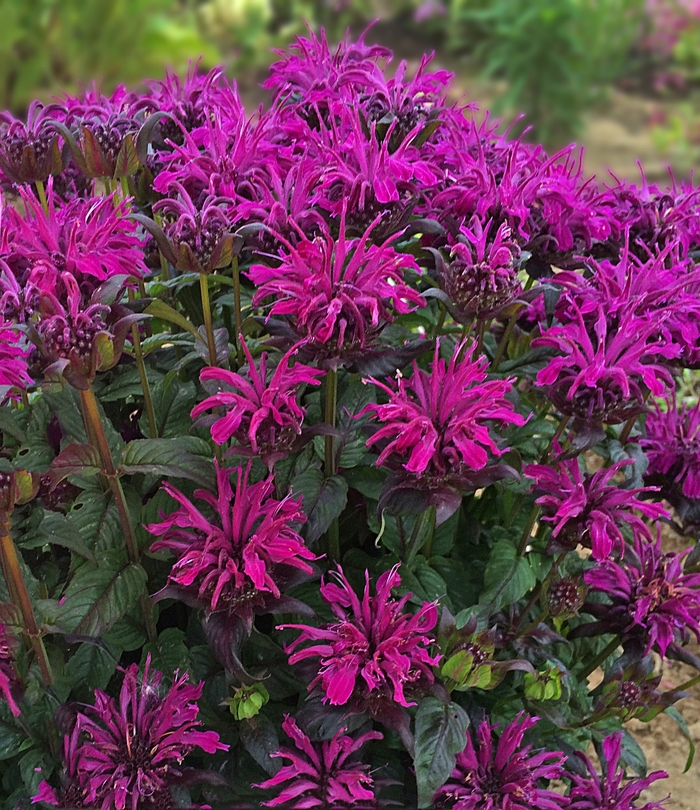 Sugar Buzz Rockin’ Raspberry - Monarda - Bee Balm from Bloomfield Garden Center