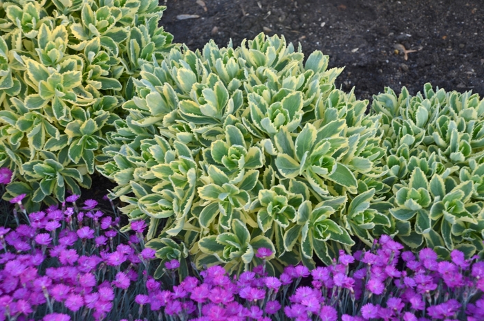 'Autumn Charm&trade;' Stonecrop - Sedum telephium from Bloomfield Garden Center