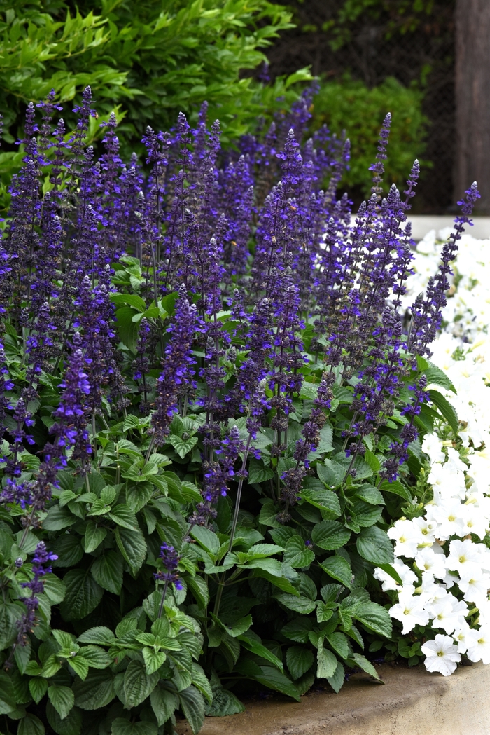 Big Blue - Salvia longispicata X farinacea from Bloomfield Garden Center