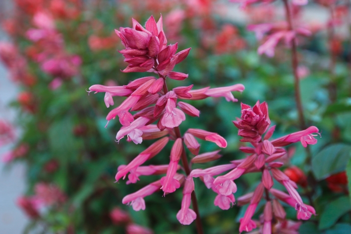 Skyscraper&trade; 'Pink' - Salvia (Sage) from Bloomfield Garden Center