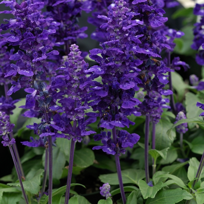 Velocity&trade; Blue - Salvia farinacea from Bloomfield Garden Center