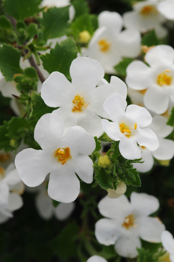 Scopia&trade; Gullivar White - Bacopa from Bloomfield Garden Center