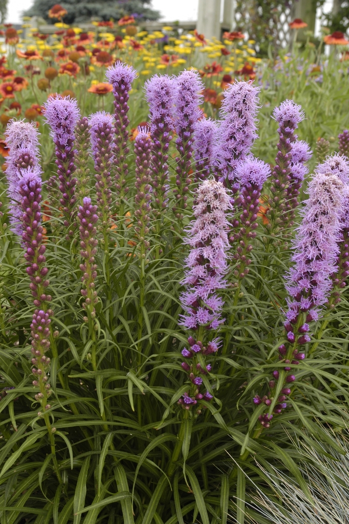 Kobold - Liatris Kobold from Bloomfield Garden Center
