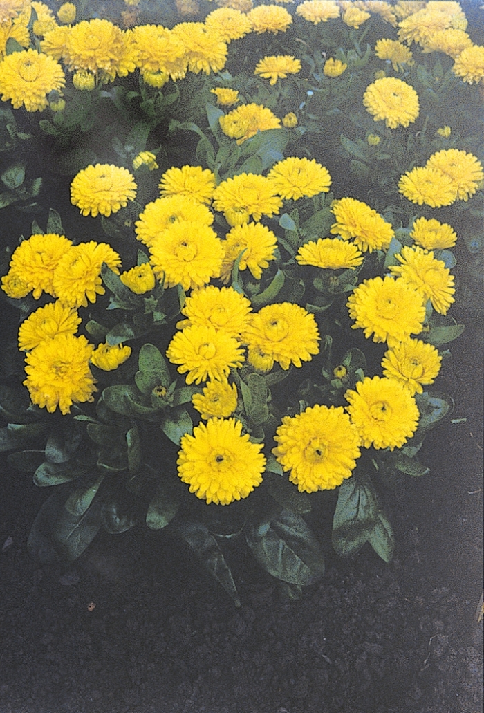 'Bon Bon Yellow' Pot Marigold - Calendula officinalis from Bloomfield Garden Center