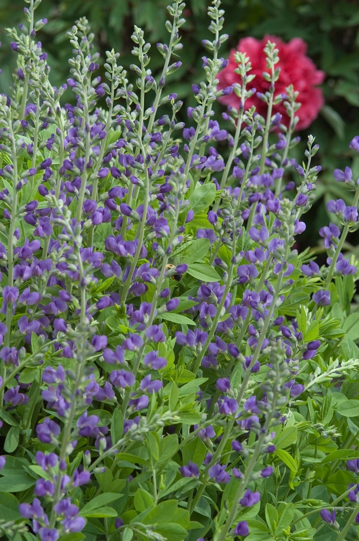 Pixie Periwinkle - Baptisia - False Indigo from Bloomfield Garden Center