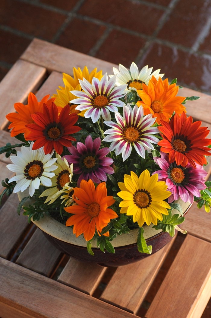 New Day&reg; Mix - Gazania from Bloomfield Garden Center
