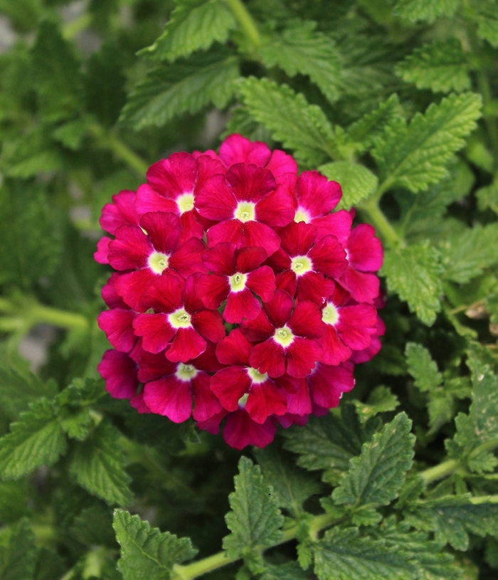 Firehouse&trade; 'Burgundy Improved' - Verbena peruviana from Bloomfield Garden Center
