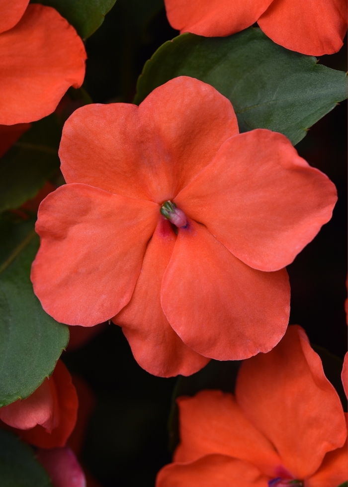 Beacon Salmon - Impatiens from Bloomfield Garden Center
