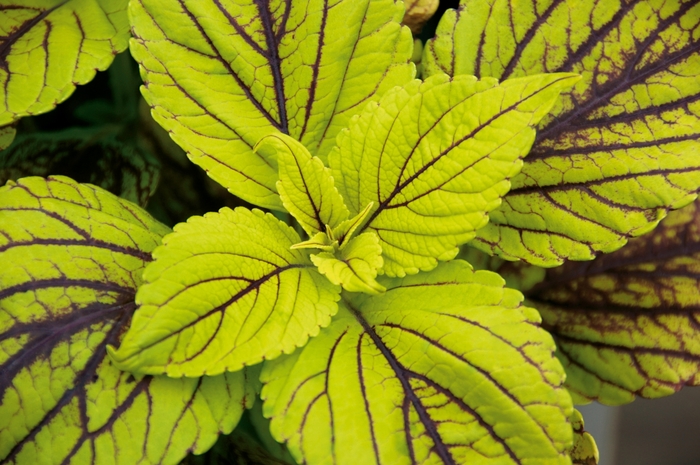 'Gay's Delight' - Coleus from Bloomfield Garden Center