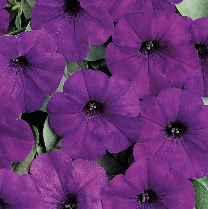 Easy Wave&reg; Blue - Petunia - Easy Wave from Bloomfield Garden Center