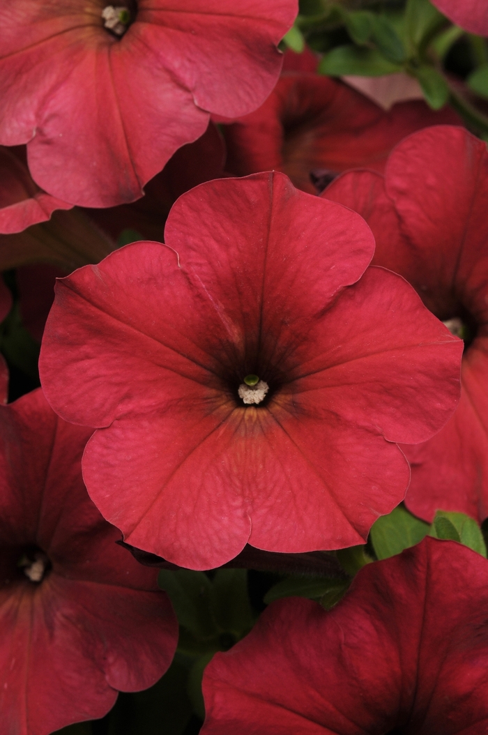Easy Wave&reg; 'Berry Velour' - Petunia (Spreading Petunia) from Bloomfield Garden Center