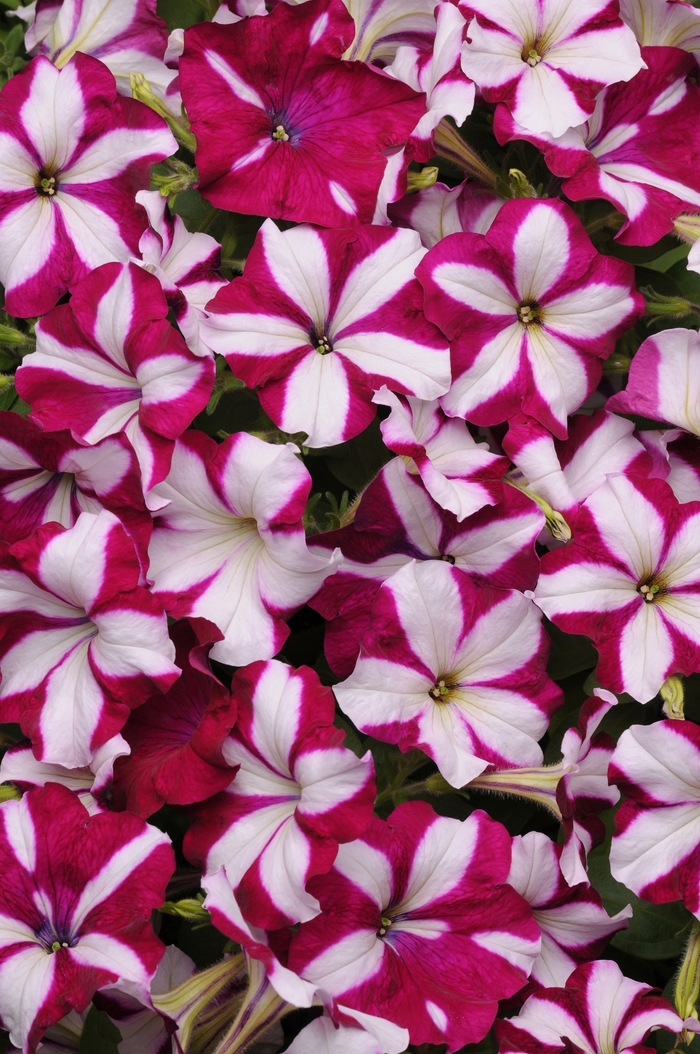 Easy Wave&reg; Burgundy Star - Petunia - Easy Wave from Bloomfield Garden Center