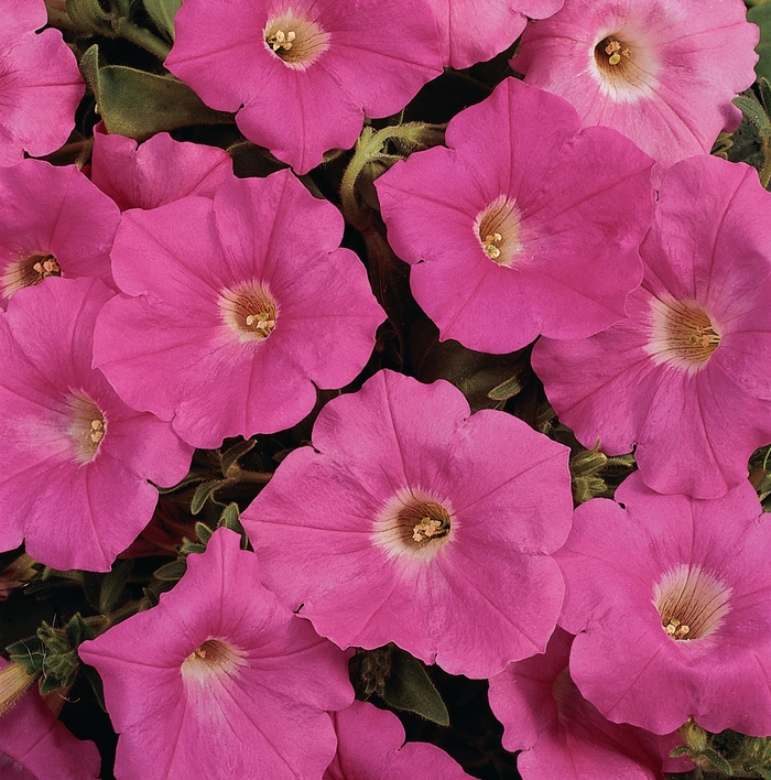 Easy Wave&reg; Pink - Petunia - Easy Wave from Bloomfield Garden Center