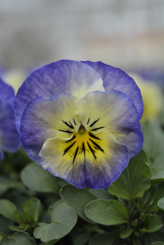 Sorbet&reg; XP 'Neptune' - Viola from Bloomfield Garden Center