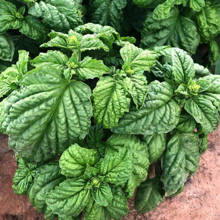 Sweet Mammoth - Basil from Bloomfield Garden Center